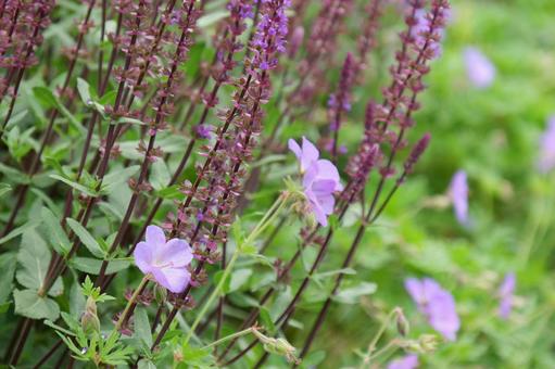 可憐な花 可憐な花の写真