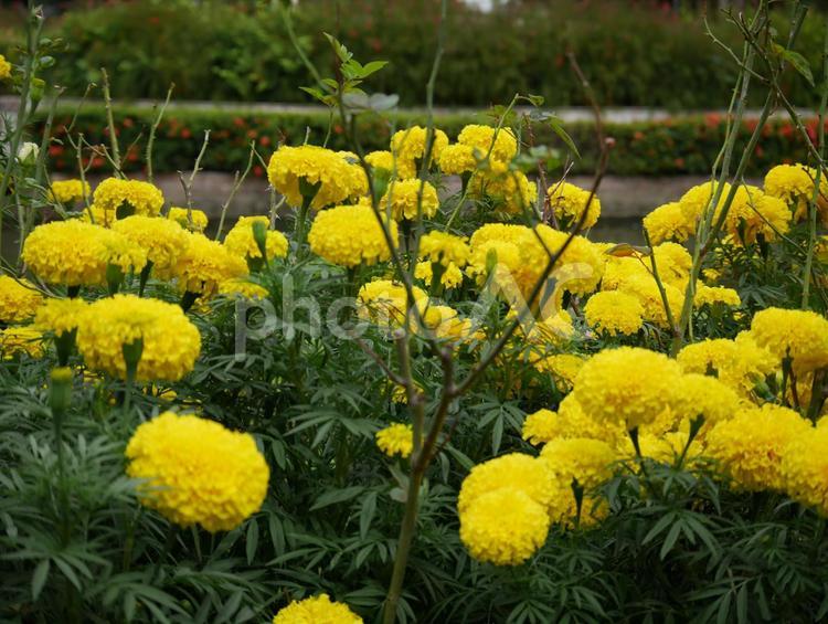 タイの黄色のたんぽぽ きれい,たんぽぽ,アジアの写真素材