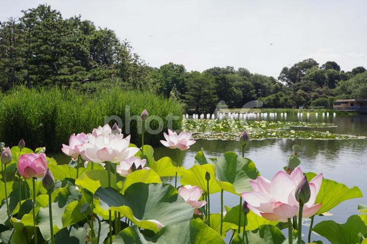 池に咲くハスの花（長居植物園長居公園）5 ハス,花,夏の写真素材