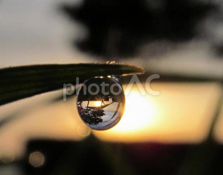 水滴と輝く朝の光Water drops 水滴,しずく,朝つゆの写真素材