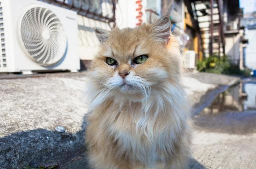 誇り高い猫 誇り高い猫 猫,ブリティッシュロングヘア,長毛猫の写真素材
