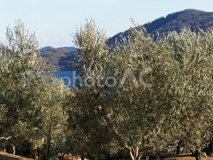 小豆島オリーブ公園の風景 小豆島,オリーブ公園,道の駅の写真素材
