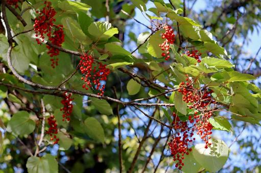 イイギリの実の写真