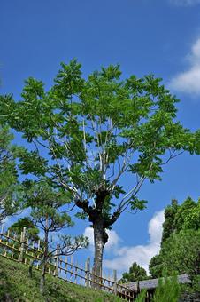 真夏の青空へ伸びやかに広がる草木 真夏,草木,自然の写真素材