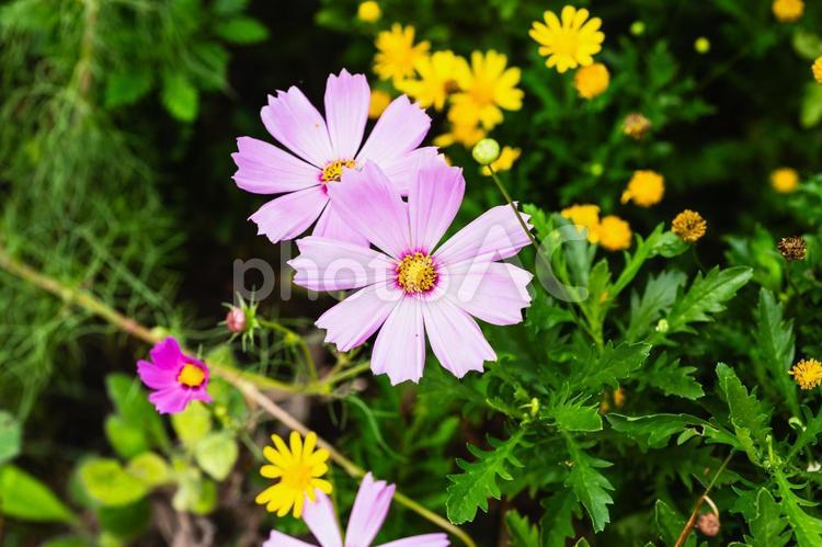 ピンクのコスモスの咲く風景 花,コスモス,植物の写真素材