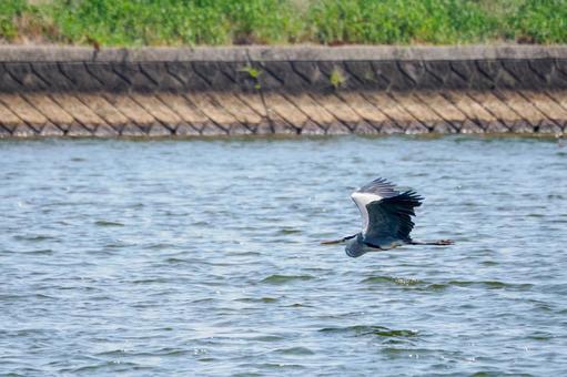 アオサギの飛翔⑴ 鳥,野鳥,アオサギの写真素材