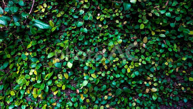 庭の壁を覆おう植物 グリーン,かべ,壁の写真素材