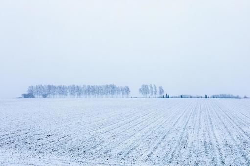 初雪の朝と並木 初雪の朝と並木 もや,北海道,曇りの写真素材