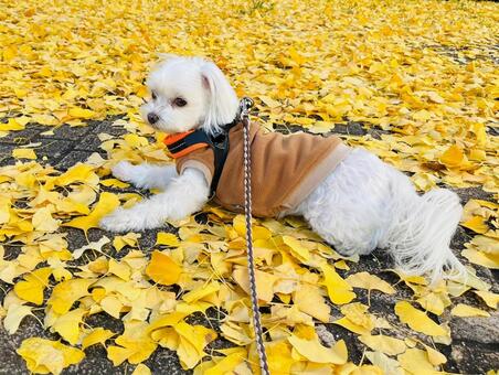 イチョウと犬 犬,犬の散歩,マルチーズの写真素材