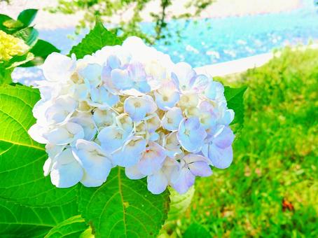 川辺のアジサイ 川辺のアジサイの写真