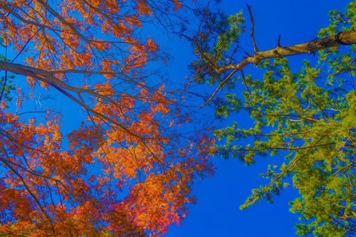 紅葉と松の対比 紅葉と松の対比の写真
