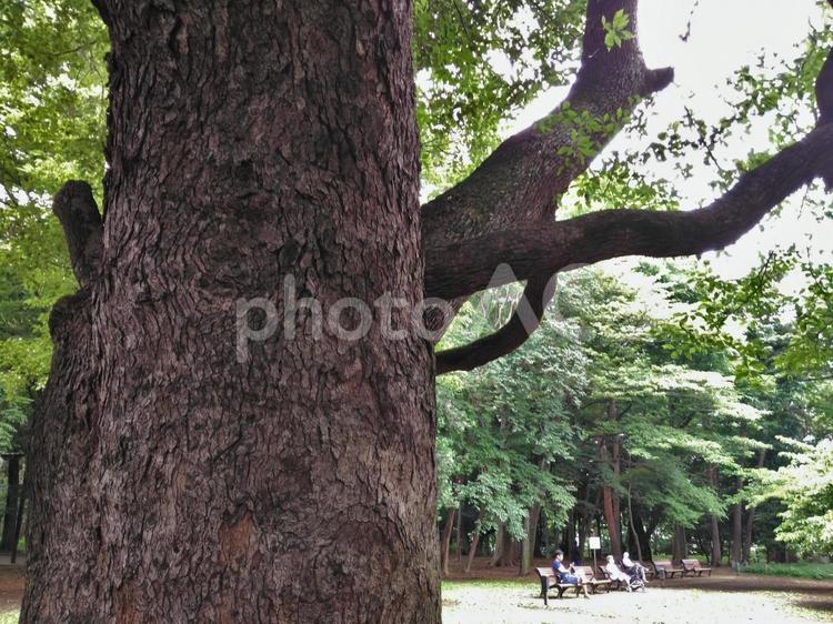 林試の森 大木,樹木,枝の写真素材