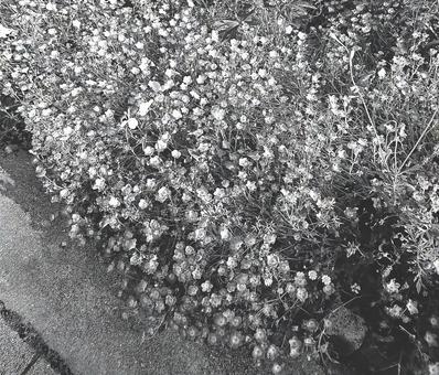 草花 白黒 草花 白黒の写真
