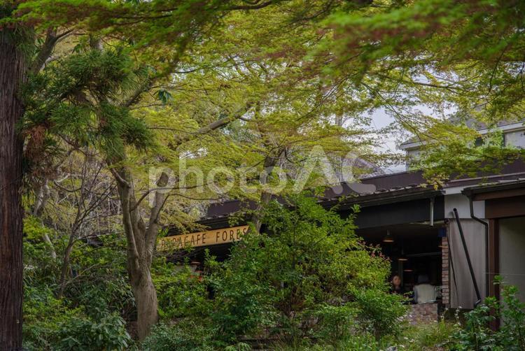 春の井の頭公園の風景 のどか,井の頭公園,吉祥寺の写真素材
