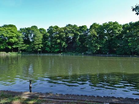石神井池(石神井公園) 石神井池(石神井公園) 石神井池,東京都立石神井公園,東京都練馬区石神井町の写真素材