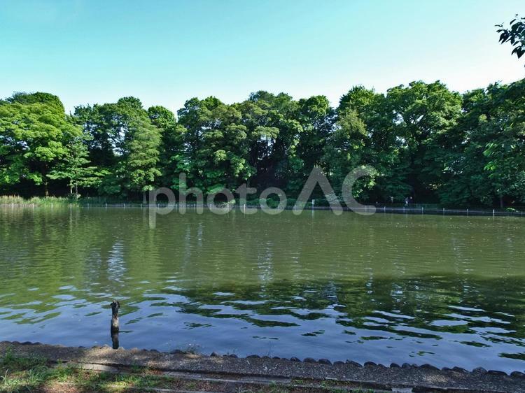 石神井池（石神井公園） 石神井池,東京都立石神井公園,東京都練馬区石神井町の写真素材