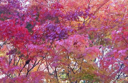 鮮やかなもみじの紅葉 鮮やかなもみじの紅葉の写真