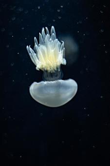 クラゲ クラゲ クラゲ,くらげ,jellyfishの写真素材