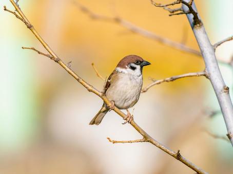 枝にとまるスズメ スズメ,雀,鳥の写真素材