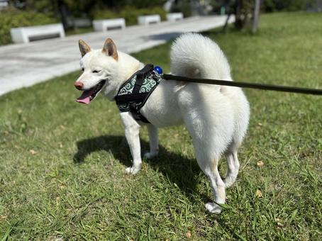 お天気散歩 犬,ペット,柴犬の写真素材