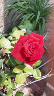 バラ(アンネフランク) バラ(アンネフランク) バラ,薔薇,アンネフランクの写真素材