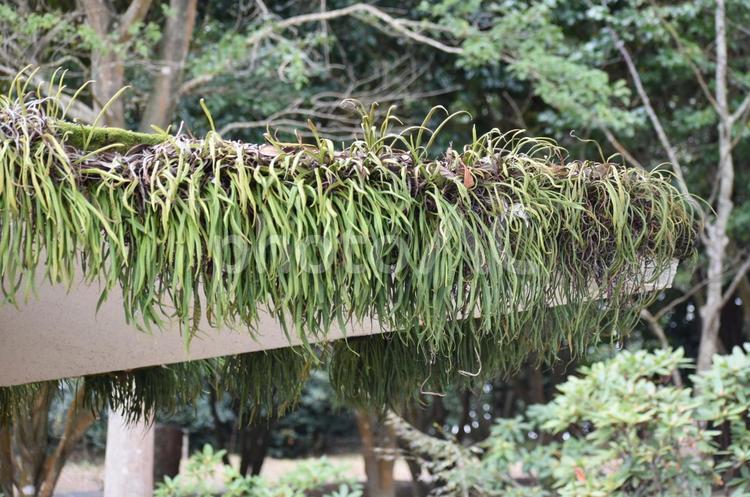 ときわ公園のヒトツバ ときわ公園,宇部,山口県の写真素材