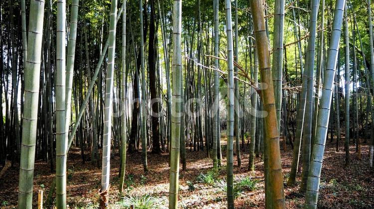 冬の飯山白山森林公園・竹林（厚木市飯山） 冬,竹林,飯山白山森林公園の写真素材