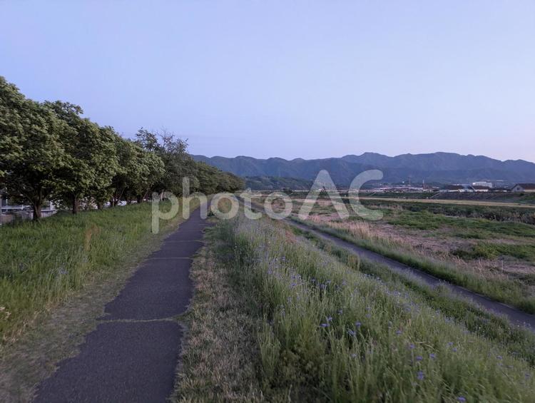 田舎の風景 田舎,田んぼ道,草むらの写真素材