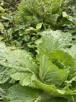 野菜 空,早朝,朝焼けの写真素材