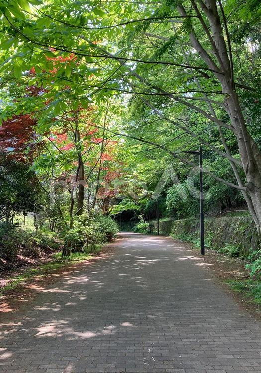 5月の公園道たて 公園,道,春の写真素材