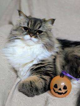 にゃんこ にゃんこ 猫,ミヌエット,ナポレオンの写真素材