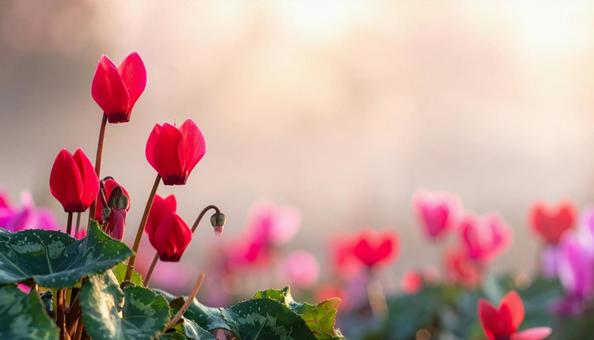 シクラメンの花 シクラメンの花の写真