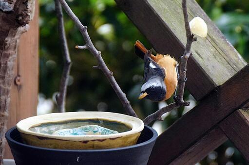 エサを食べる庭先のジョウビタキ ジョウビタキ,冬鳥,野鳥の写真素材