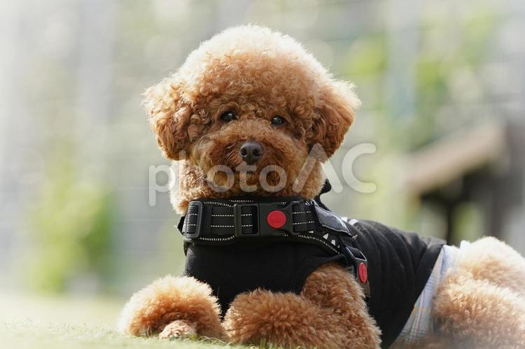 ワンコの顔（トイプードル） 犬,トイプードル,トイプーの写真素材