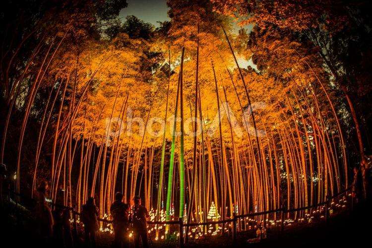 竹林の小径ライトアップ（小机城址市民の森） 竹林,ライトアップ,日本文化の写真素材