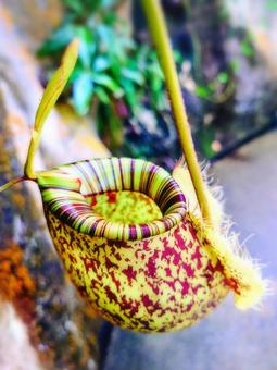 ウツボカズラ ウツボカズラ ウツボカズラ,食虫植物,熱帯の写真素材