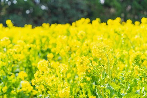 春の黄色い菜の花畑 春の黄色い菜の花畑 菜の花,春,菜の花畑の写真素材