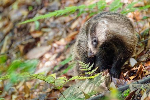 二ホンアナグマ アナグマ,穴熊,二ホンアナグマの写真素材