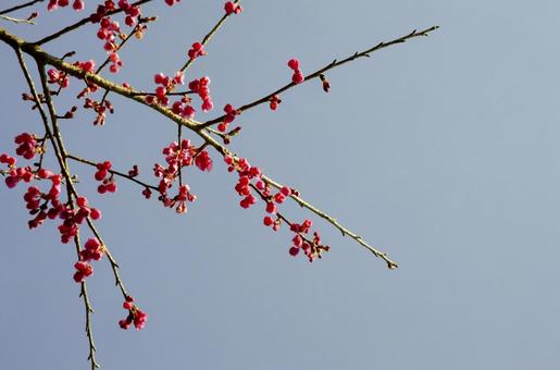 陽の光を浴びる紅梅 陽の光を浴びる紅梅の写真