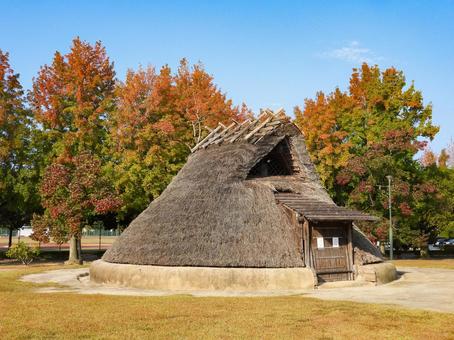 紅葉した木々と復元された竪穴式住居 紅葉した木々と復元された竪穴式住居 遺跡,竪穴式住居,津島遺跡の写真素材