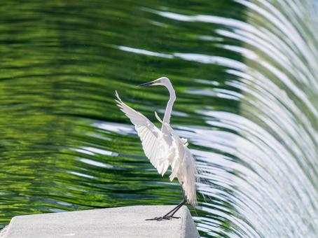 水辺を飛ぶダイサギ 水辺を飛ぶダイサギの写真
