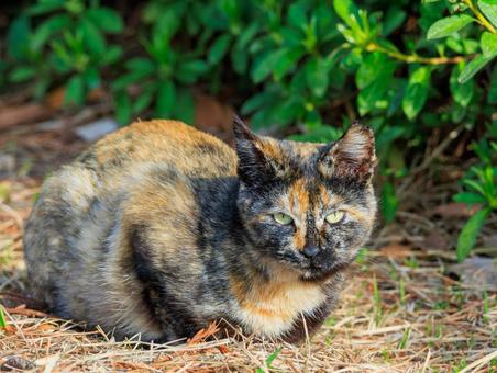猫の島で出会ったサビ猫さんです。 猫の島で出会ったサビ猫さんです。の写真