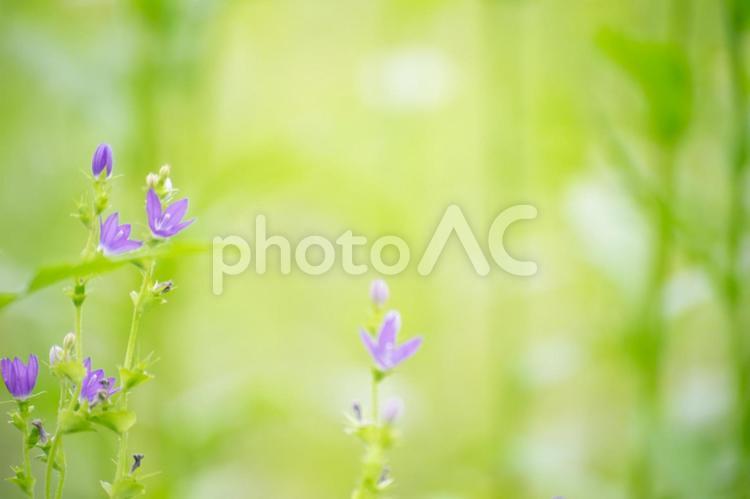 優しい雰囲気の野草風景10 春,玉ボケ,6月の写真素材