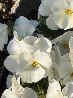 Photo, white flower, flower, tiny, 