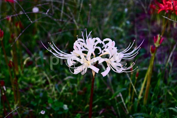 早咲きの白い彼岸花 彼岸花,ひがんばな,曼殊沙華の写真素材