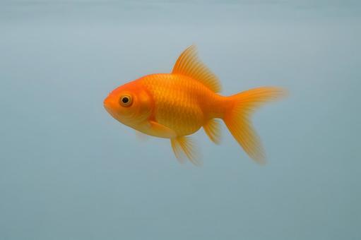 青水槽を泳ぐ金魚 青水槽を泳ぐ金魚の写真