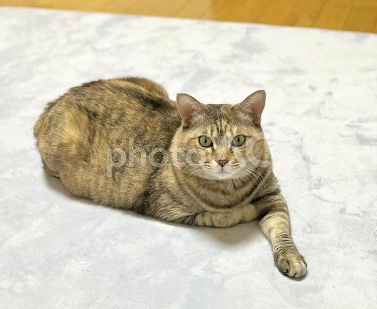 ラグで片足を伸ばして座る茶キジ猫 かわいい,ペット,猫の写真素材