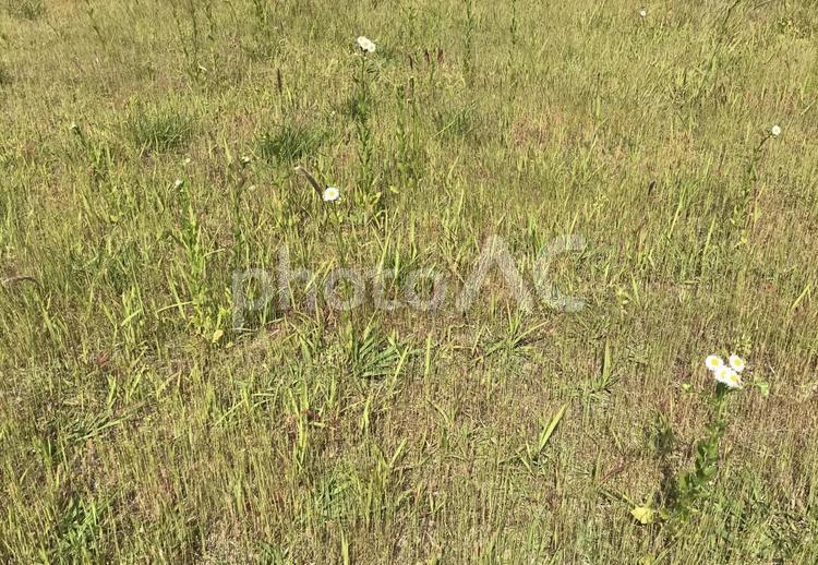 初夏の草むら 草,自然,フィールドの写真素材