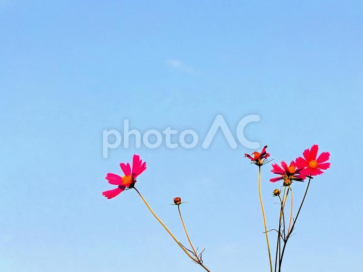 すっきり！青空とコスモス コスモス,やさしい,花の写真素材