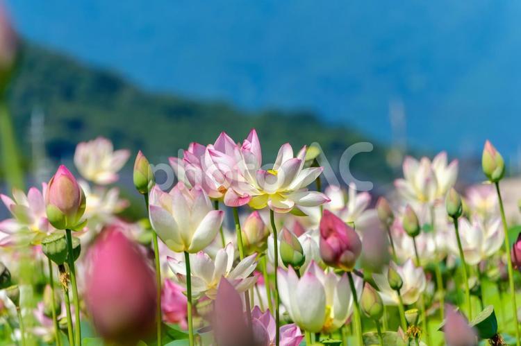 夏空に映える満開の蓮の花 蓮,花,花びらの写真素材
